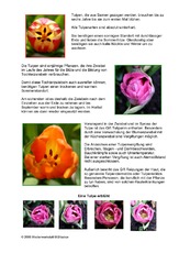 Steckbrief-Tulpe-Seite-2.pdf